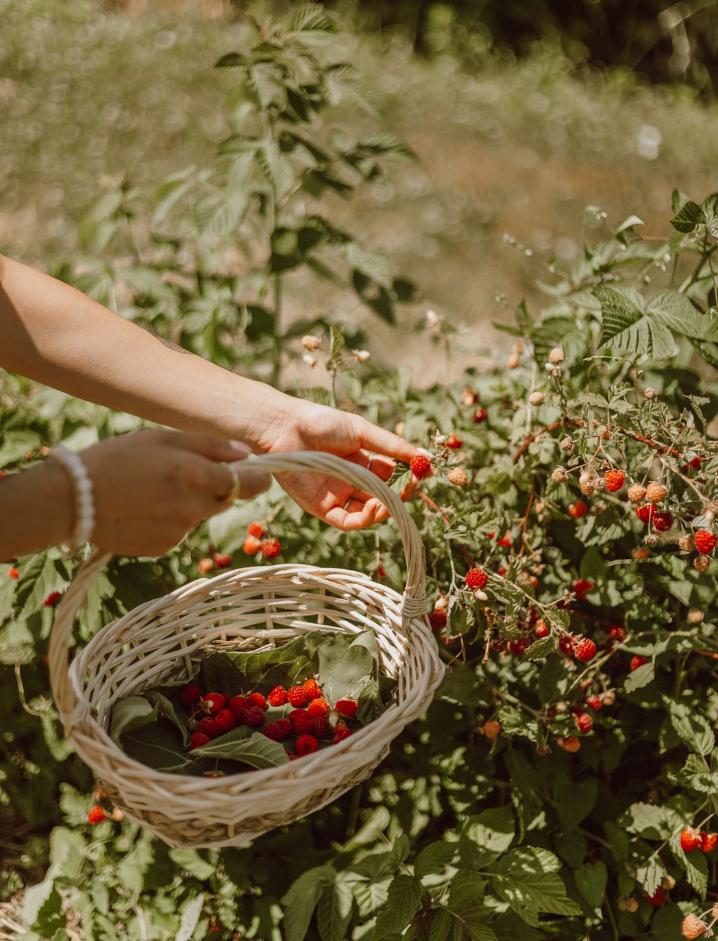 Person Picking Raspberries