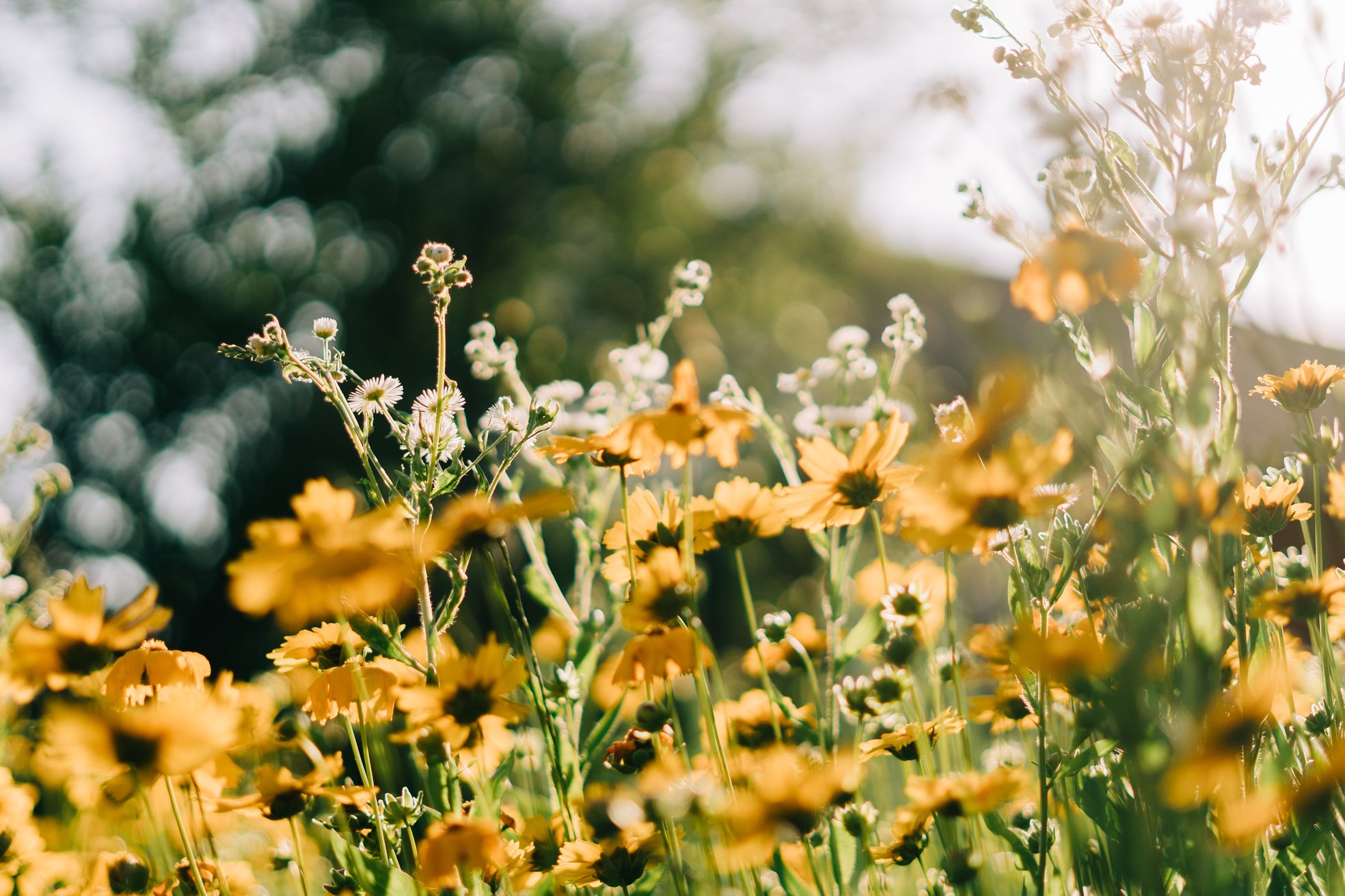 Close up Photo of Wild Field Flowers